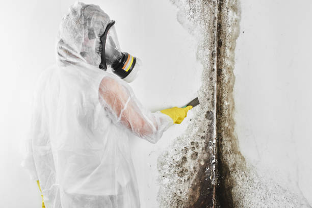 Best Office Mold Removal Services  in New Waverly, TX
