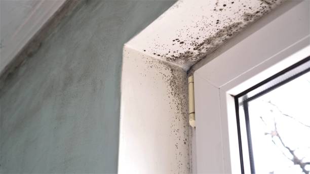 Best Fast Mold Removal  in New Waverly, TX