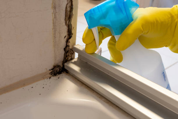 Certified Mold Removal in New Waverly, TX