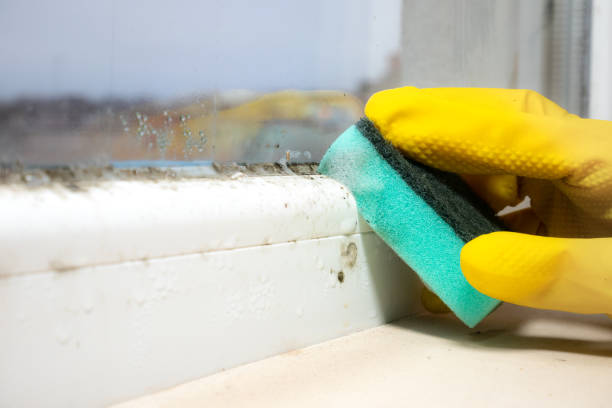Best Certified Mold Removal  in New Waverly, TX