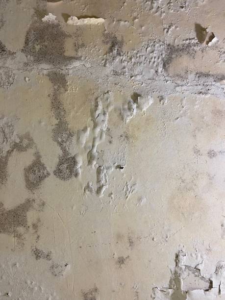Best Water Damage Restoration  in New Waverly, TX