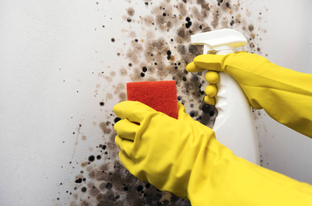 Best Emergency Mold Removal  in New Waverly, TX