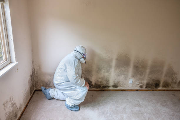Best Best Mold Removal Companies  in New Waverly, TX