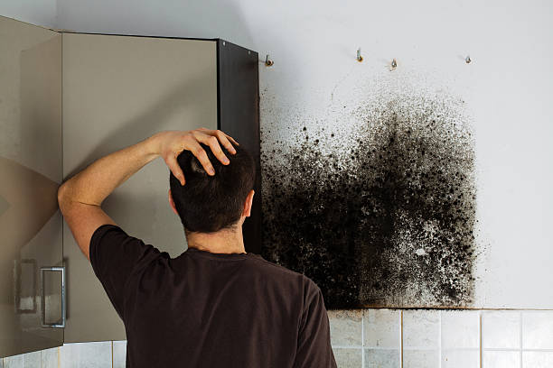 Best Mold Removal Near Me  in New Waverly, TX