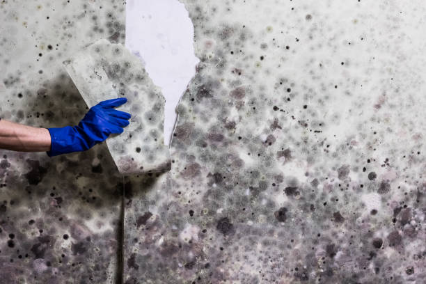 Mold Removal and Inspection in New Waverly, TX